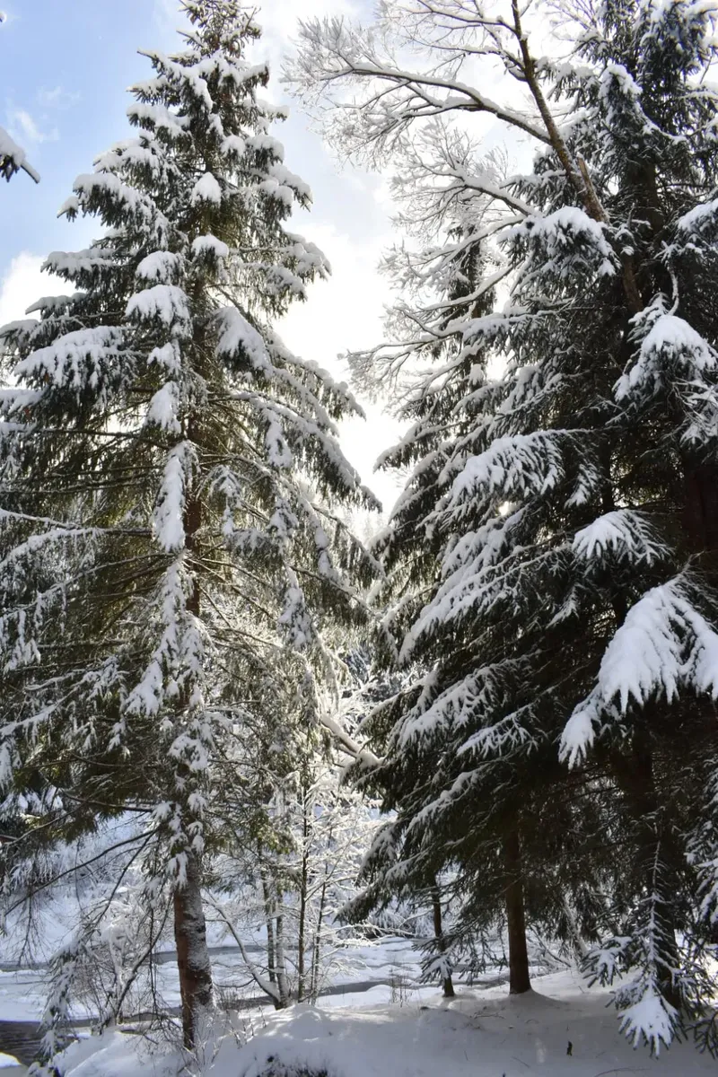 winter view - IMG-20241207-WA0027