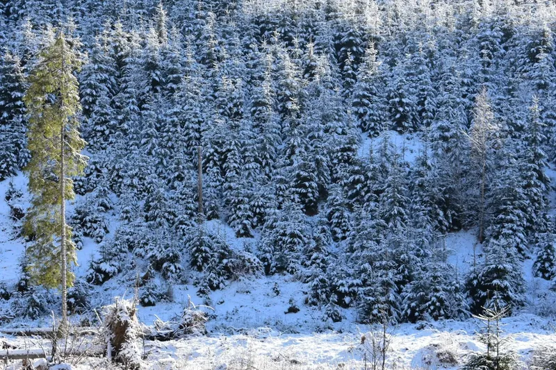 winter view - IMG-20241207-WA0031